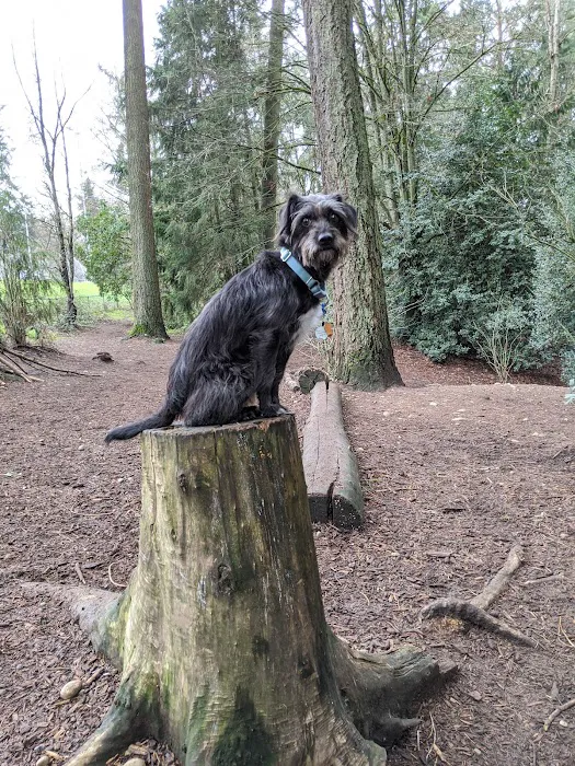 Mountlake Terrace Off-Leash Dog Park 5