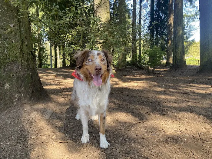 Mountlake Terrace Off-Leash Dog Park 9