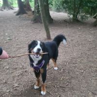 Mountlake Terrace Off-Leash Dog Park ico