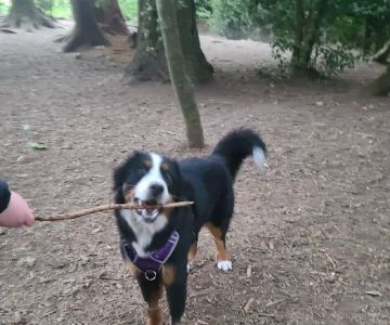Mountlake Terrace Off-Leash Dog Park