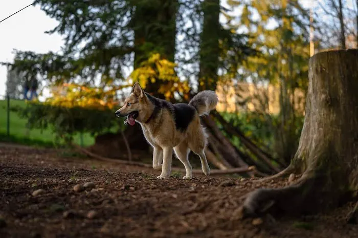 Mountlake Terrace Off-Leash Dog Park 4