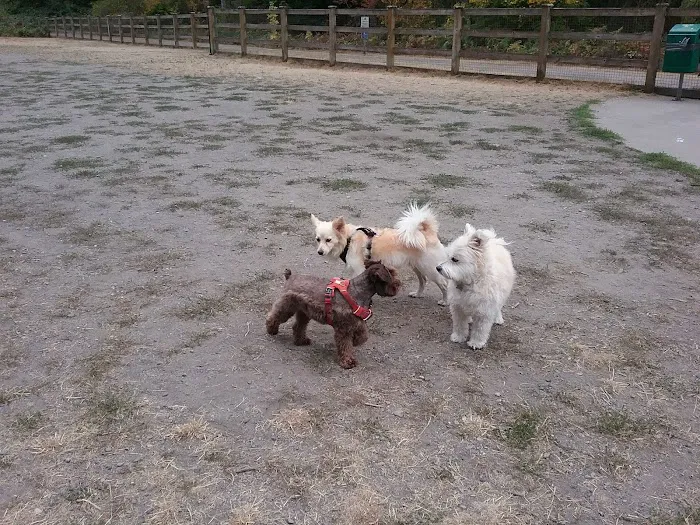 Beaver Lake Off-Leash Dog Park 2