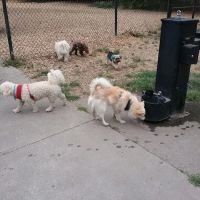 Beaver Lake Off-Leash Dog Park ico