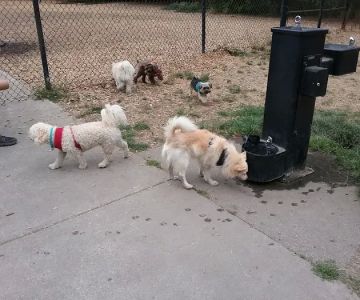 Beaver Lake Off-Leash Dog Park