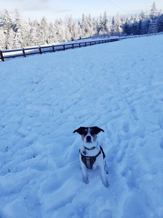 Dog Park 9