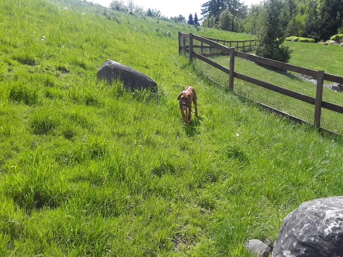 Dog Park 7