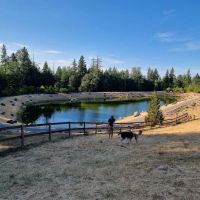 Dog Park ico