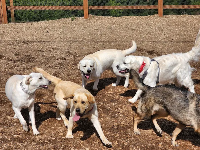 Dog Park 6