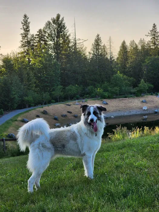 Issaquah Highlands Bark Park 5