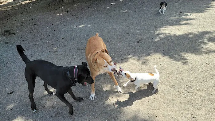 Morrill Meadows Dog Park 2