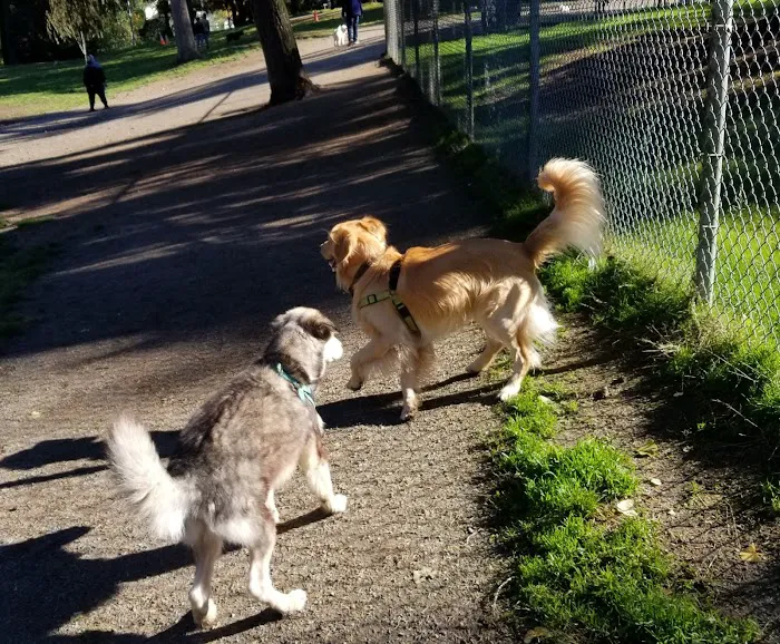 French Lake Off-Leash Dog Park 5