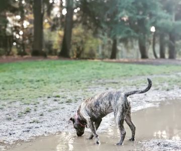 French Lake Off-Leash Dog Park