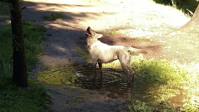French Lake Off-Leash Dog Park 6