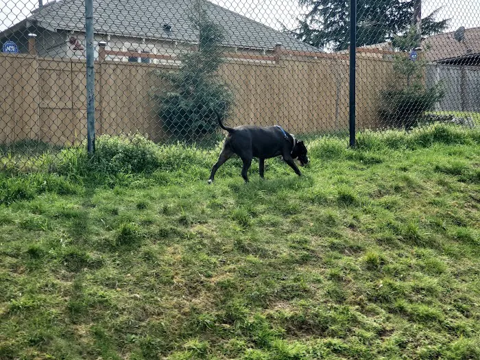 Rogers Dog Park 5