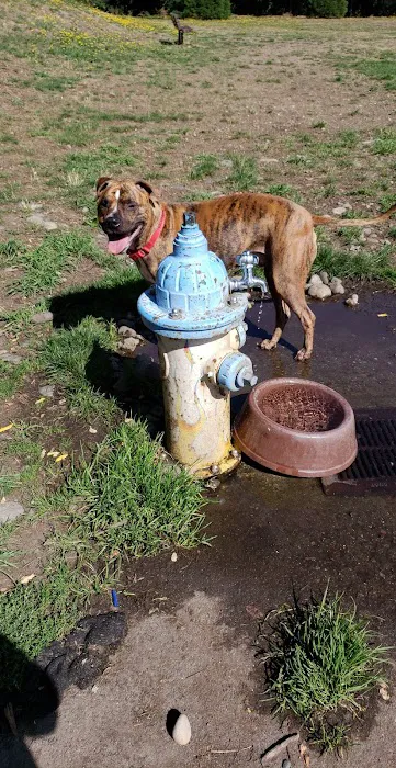Rogers Dog Park 1