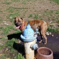 Rogers Dog Park ico