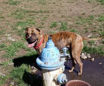 Rogers Dog Park