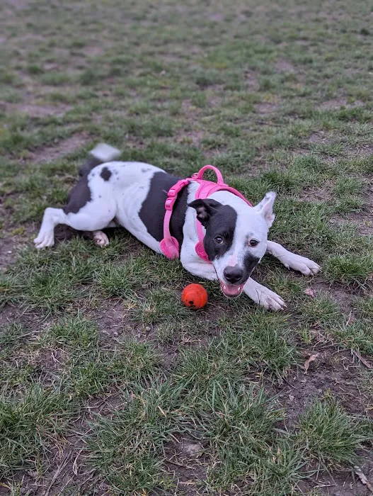 Rogers Dog Park 9