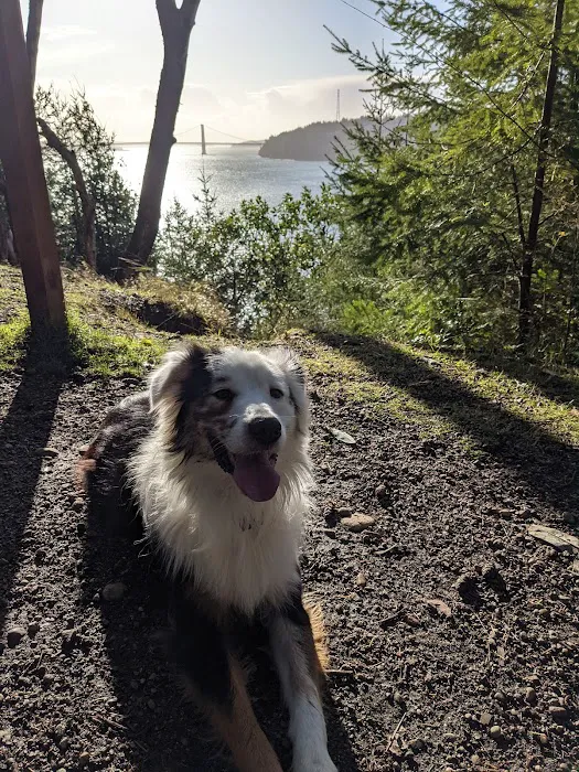 Point Defiance Dog Park 6