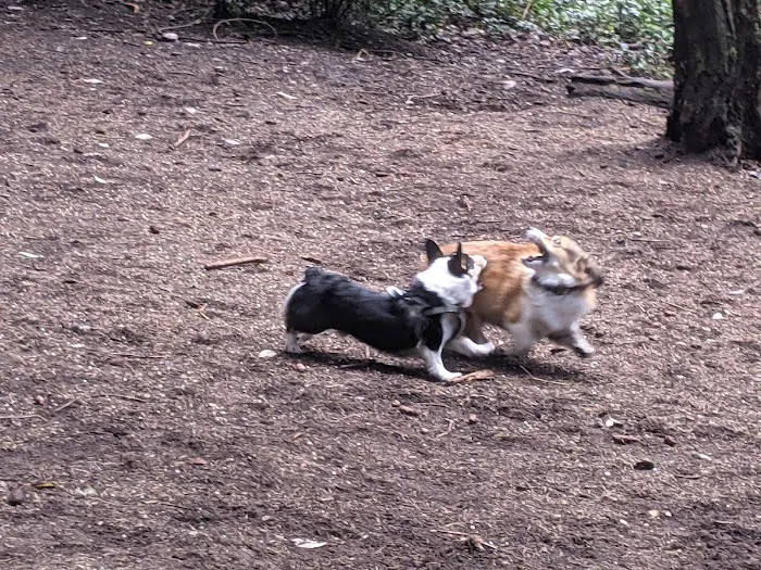 Point Defiance Dog Park 10