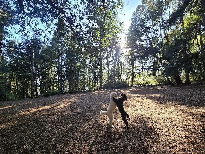 Point Defiance Dog Park 1