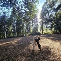 Point Defiance Dog Park ico