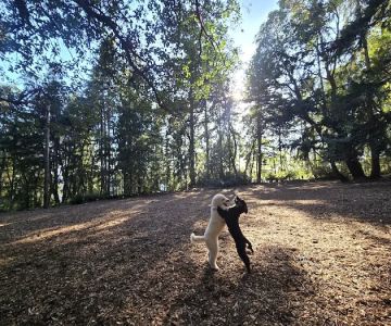 Point Defiance Dog Park