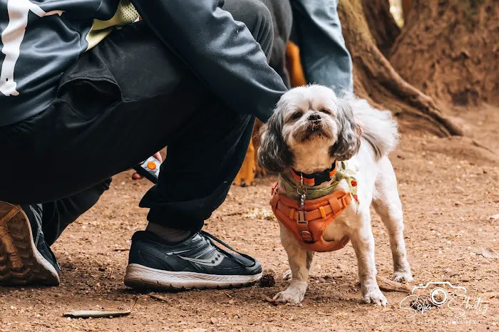 Point Defiance Dog Park 5
