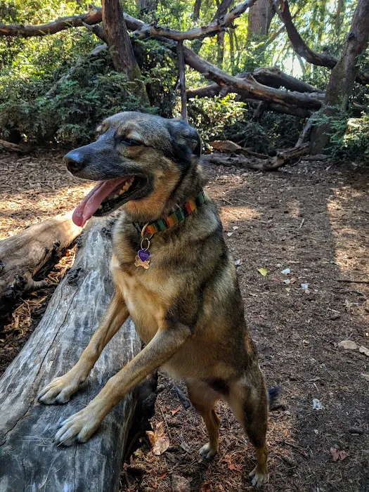 Point Defiance Dog Park 7