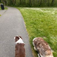 Clarks Creek Off-Leash Dog Park ico