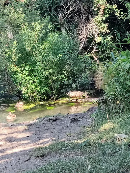 Clarks Creek Off-Leash Dog Park 9