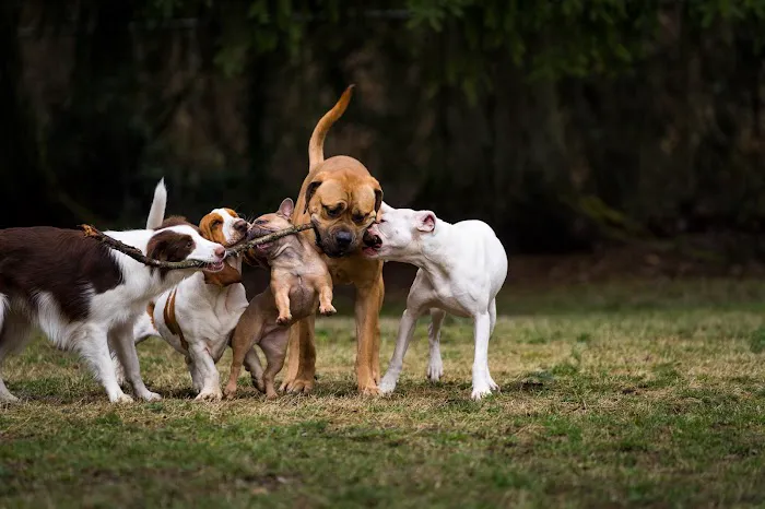 Sol's Dog Park - Members Only 4