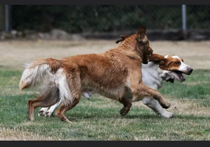 Sol's Dog Park - Members Only 2