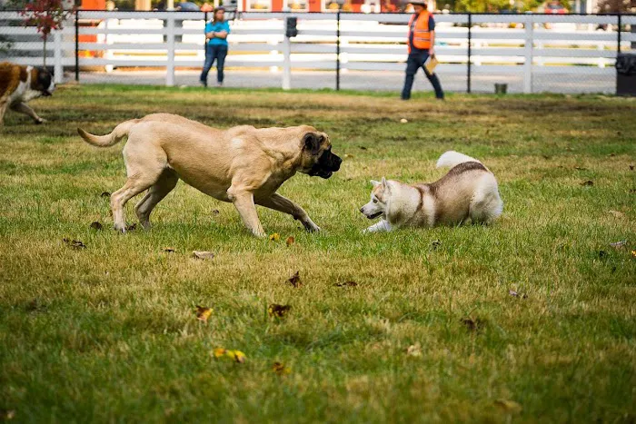 Sol's Dog Park - Members Only 3