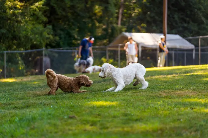Sol's Dog Park - Members Only 1