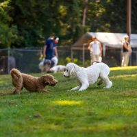 Sol's Dog Park - Members Only ico