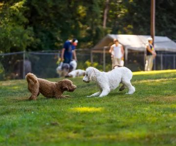 Sol's Dog Park - Members Only
