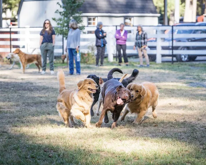 Sol's Dog Park - Members Only 5