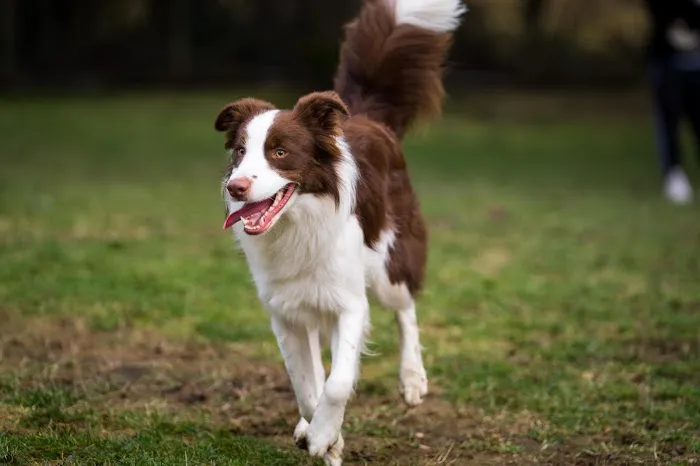 Sol's Dog Park - Members Only 7