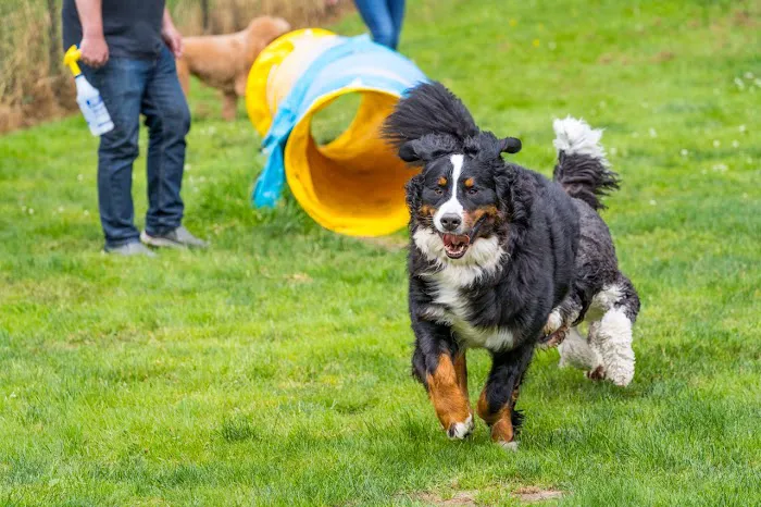 Sol's Dog Park - Members Only 9