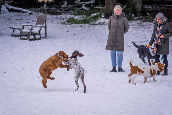 Sol's Dog Park - Members Only 8