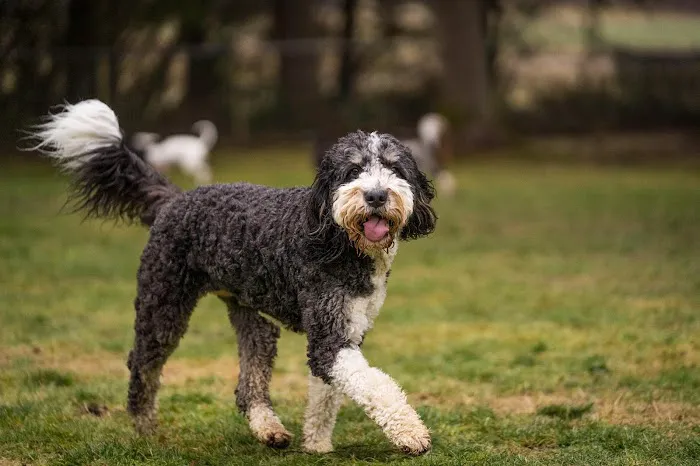 Sol's Dog Park - Members Only 10