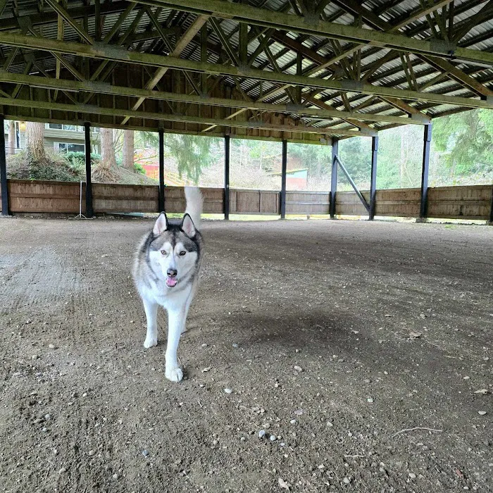 Linda's Private Arena for Dogs 3