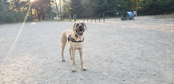 Lynndale Off-leash Dog Area 1