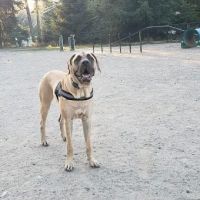 Lynndale Off-leash Dog Area ico