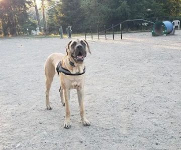 Lynndale Off-leash Dog Area