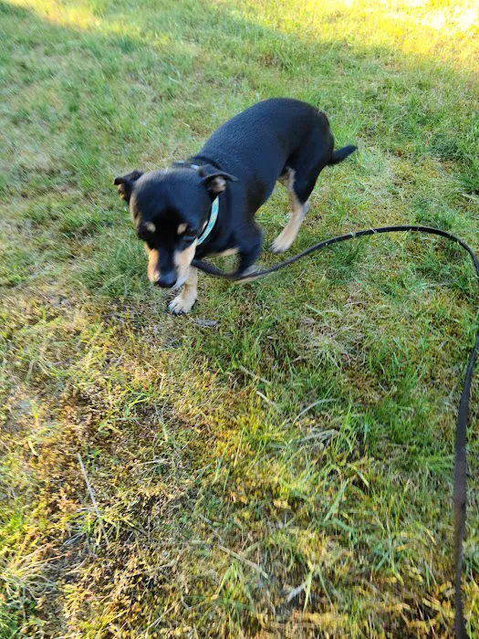 Lynndale Off-leash Dog Area 9