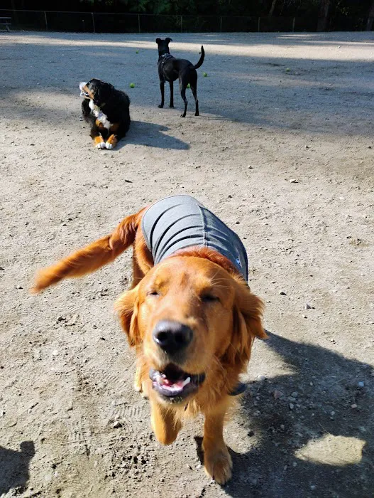 Lynndale Off-leash Dog Area 3