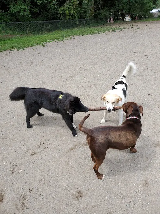 Lynndale Off-leash Dog Area 5