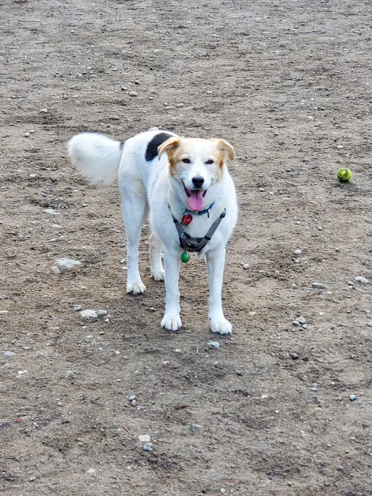 Lynndale Off-leash Dog Area 2